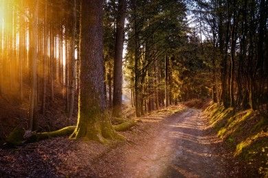 forest-5038025_1280.jpg