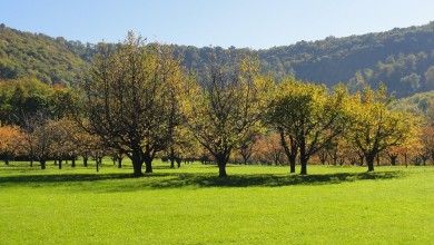 orchard-meadow-5486_1280.jpg