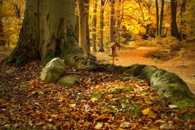 beech-forest-2912888_1280.jpg