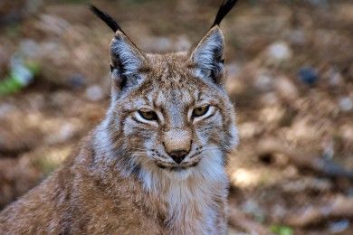 lynx-3334869_1280.jpg