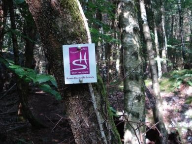 Traumschleife Ruwer-Hochwald Schleife