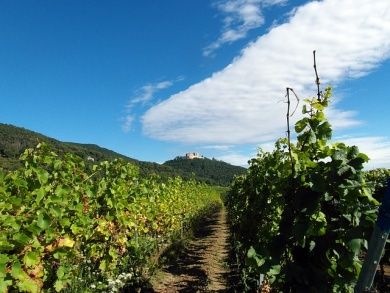 Wanderweg Deutsche Weinstraße