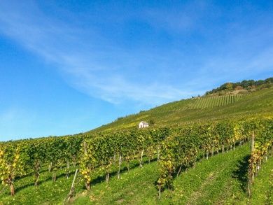 Wein- und Naturlehrpfad Müden