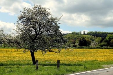 druidensteig.jpg