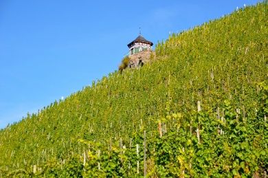 vineyard-270442_1280.jpg