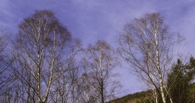 pfälzerwald3.jpg