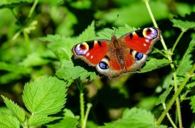 Schmetterling.jpg