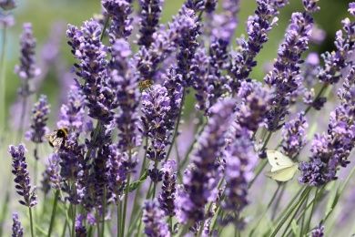 lavendel.jpg
